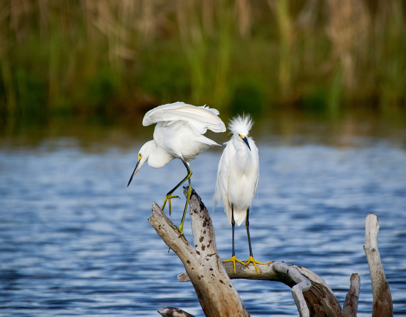 Snagging a perfect perch